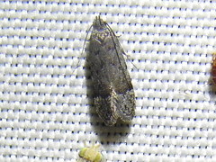 Anacampsis rhoifructella