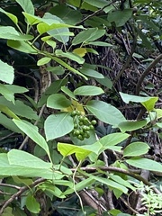 Ehretia dicksonii