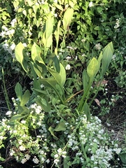 Sagittaria lancifolia image