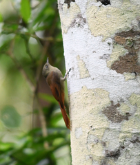 Sittasomus griseicapillus image