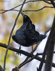Quiscalus mexicanus