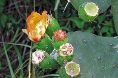 Opuntia elata