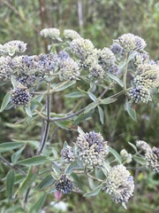 Pycnanthemum verticillatum