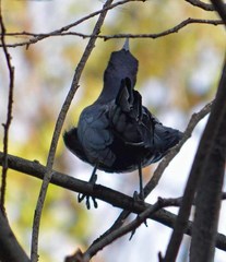 Quiscalus mexicanus