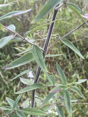 Pycnanthemum verticillatum