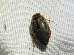 Coptotomus