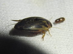 Coptotomus