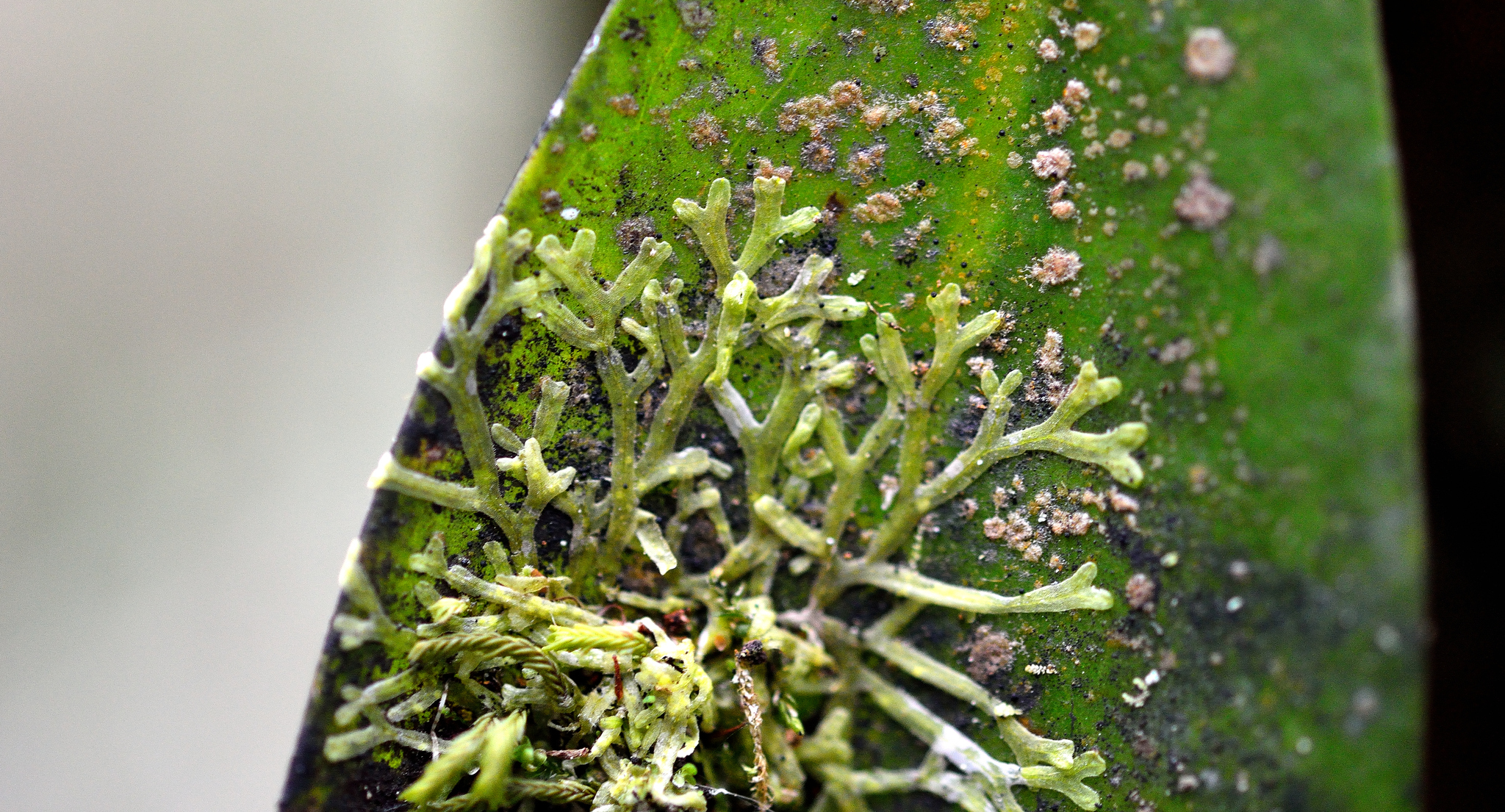 Metzgeria ciliata