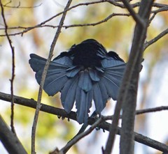 Quiscalus mexicanus