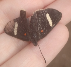 Melanis leucophlegma