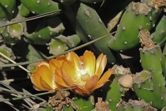Opuntia elata