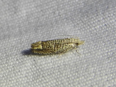 Eucosma argutipunctana