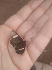 Melanis leucophlegma