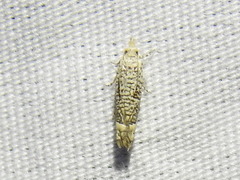 Eucosma argutipunctana