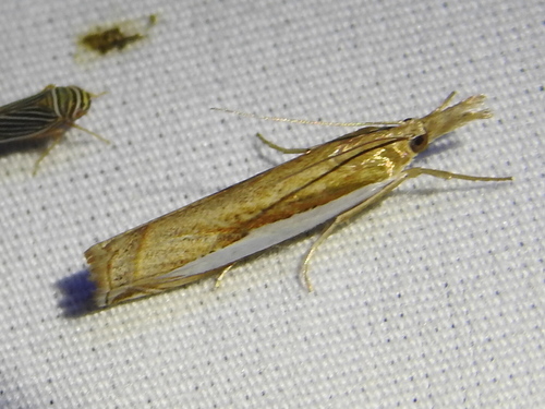 Leach's Grass-veneer photo 5