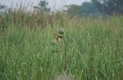 Ploceus melanocephalus