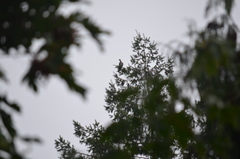 Patagioenas fasciata