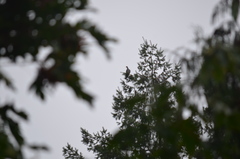 Patagioenas fasciata