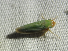 Xyphon reticulatum