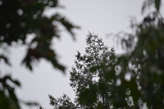 Patagioenas fasciata