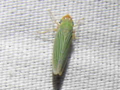 Xyphon reticulatum