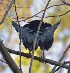 Quiscalus mexicanus