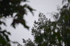 Patagioenas fasciata