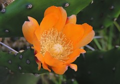 Opuntia elata