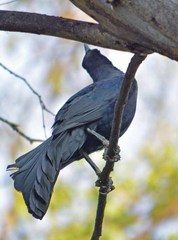 Quiscalus mexicanus