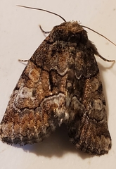 Chytonix sensilis