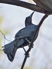 Quiscalus mexicanus