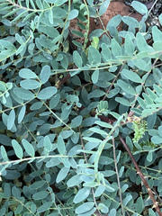 Astragalus praelongus