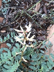 Astragalus praelongus