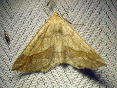 Euchlaena tigrinaria