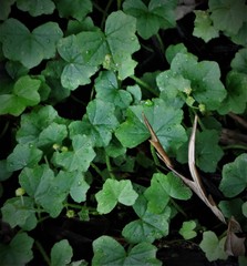 Hydrocotyle bowlesioides
