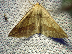 Euchlaena tigrinaria