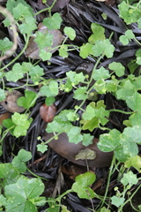 Hydrocotyle bowlesioides