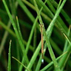 Ischnura aurora aurora