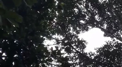 Trachypithecus obscurus