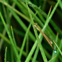 Ischnura aurora aurora