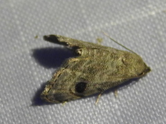 Abablemma brimleyana