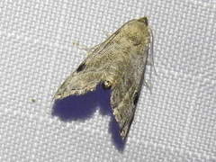 Abablemma brimleyana
