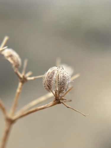 Image of Deverra aphylla by (c) Matt Berger, some rights reserved (CC BY)