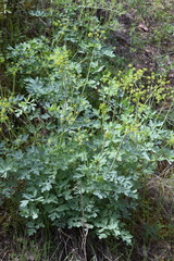 Lomatium californicum