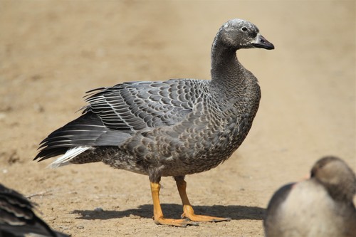 Emperor Goose, Gerber-Las Flores, CA 96035, USA, photo 9 of 10