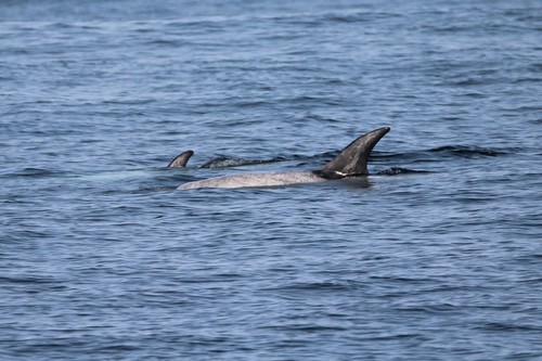 Risso's dolphin