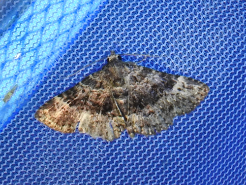 Common Fungus Moth photo 5