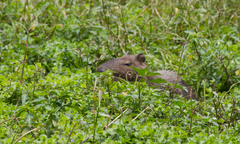 Hydrochoerus hydrochaeris