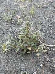 Forsskaolea