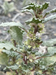 Forsskaolea
